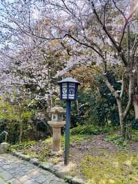 Blossoms & Blessings: The Sacred Sakura Path of Shikaumi Shrine