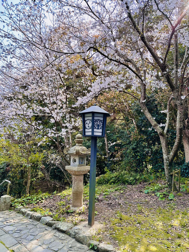 Blossoms & Blessings: The Sacred Sakura Path of Shikaumi Shrine