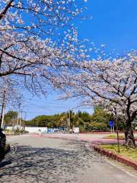 Floral Gateway to the Sea: Sakura Avenue’s Grand Welcome