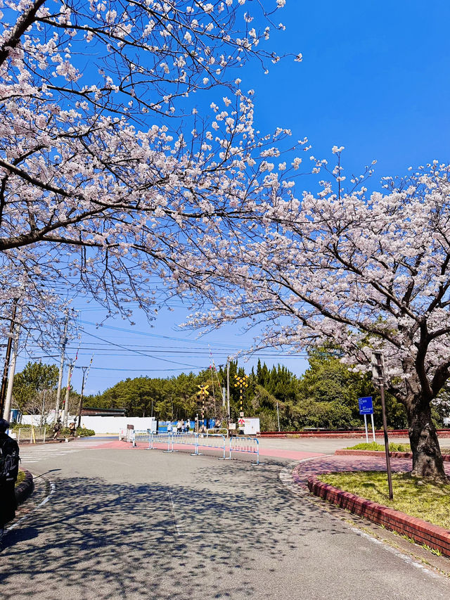 Floral Gateway to the Sea: Sakura Avenue’s Grand Welcome