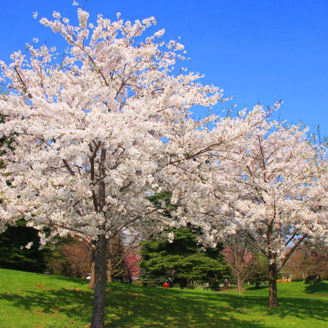 Blossoms and Wildlife in Hokkaido’s Heart