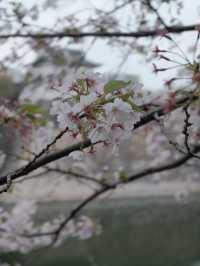 จุดชมซากุระปราสาทโอซาก้า(Osaka Castle) 
