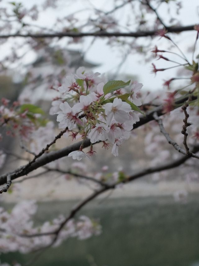 จุดชมซากุระปราสาทโอซาก้า(Osaka Castle) 