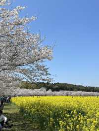 【宮崎】春の宮崎