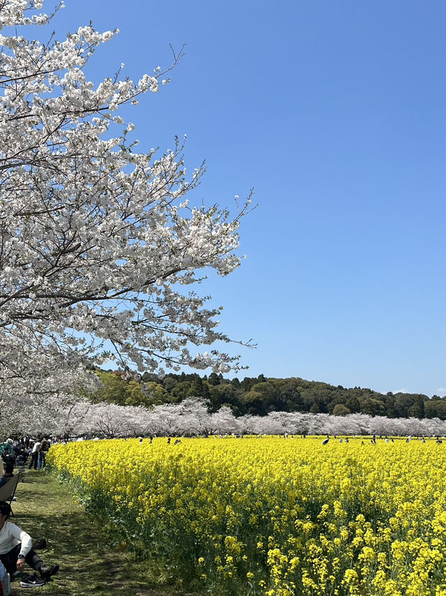 【宮崎】春の宮崎