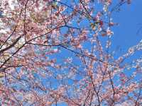 山林中的粉紅秘境：寶山二集團櫻花公園🌸