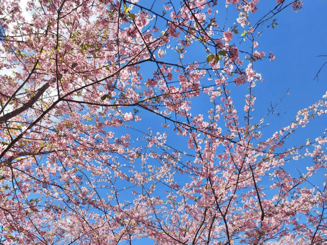 山林中的粉紅秘境：寶山二集團櫻花公園🌸