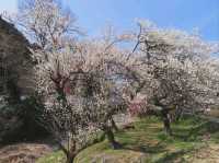 Your Low-Key Cherry Blossom Escape