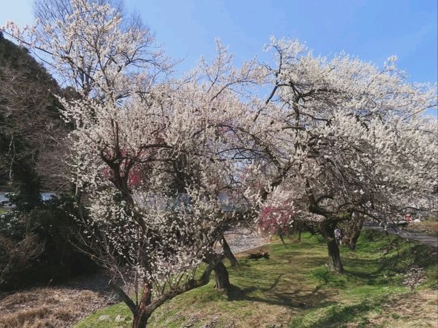 Your Low-Key Cherry Blossom Escape
