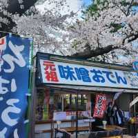 Cherry Blossoms, Lakeside Vibes, and Pure Chill