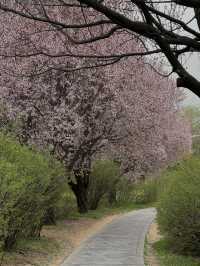 Xi’an under Cherry Blossom! 