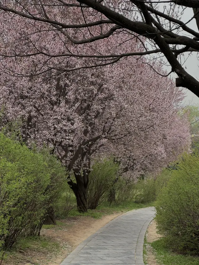 Xi’an under Cherry Blossom! 