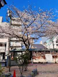 A Pocket of Poetry: Kushida Shrine’s Intimate Sakura Magic 