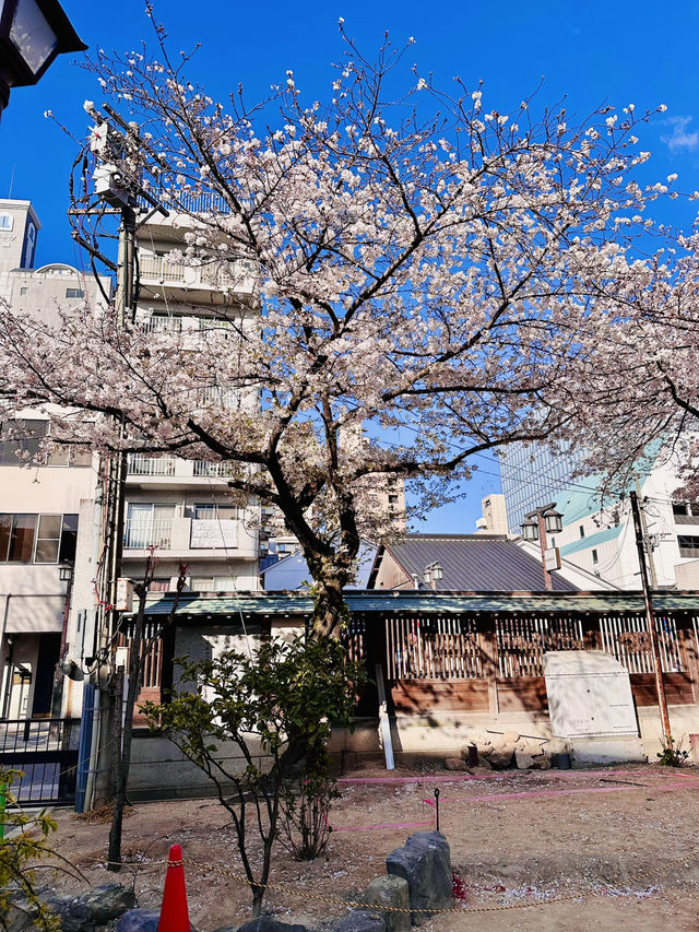 A Pocket of Poetry: Kushida Shrine’s Intimate Sakura Magic 