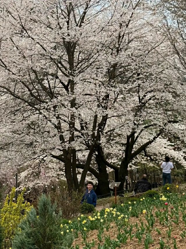 Title: Ansan in Bloom: Discovering Seoul's Hidden Cherry Blossom Gem