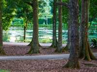 Finding Serenity in the City – A Morning at Eco Lake, Singapore Botanic Gardens