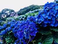 台北｜陽明山繡球花季起跑 一個月花期限定絕美花海
