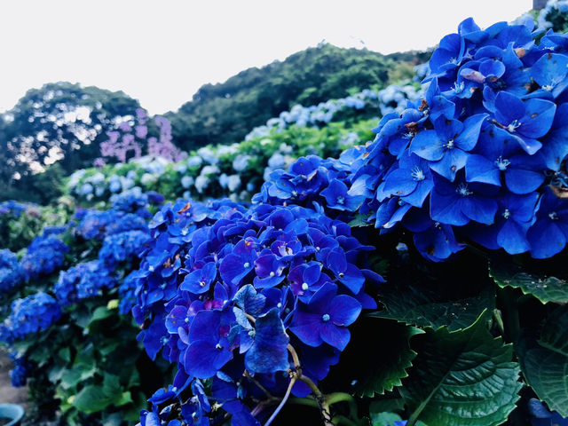 台北｜陽明山繡球花季起跑 一個月花期限定絕美花海