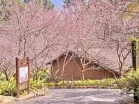 FORMOSAN ABORIGINAL CULTURE VILLAGE: TAIWAN’S CHERRY BLOSSOM FESTIVAL WONDERLAND 🌸🎡✨