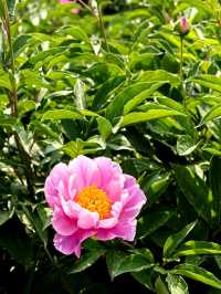 🌸 Yuanmingyuan Peony Flower Sea – Must-Visit This Week! 🌸