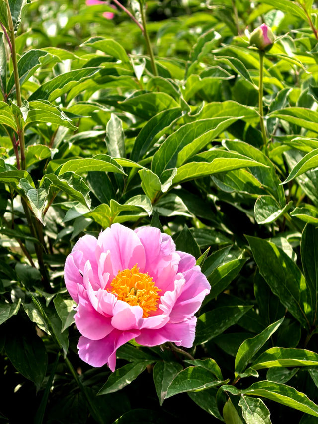 🌸 Yuanmingyuan Peony Flower Sea – Must-Visit This Week! 🌸