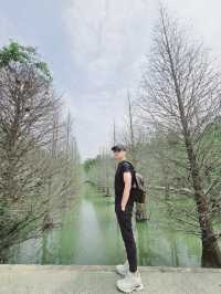 苗栗三灣落羽松莊園秘境
