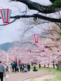 Samurai Blossoms and Petal Dreams at Kikko Park, Yamaguchi