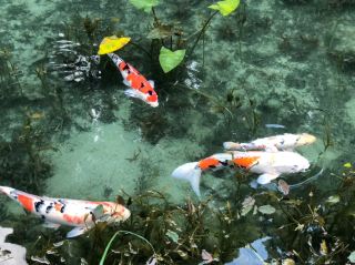 A magical pond that feels like stepping into a Monet painting 🫣🫧