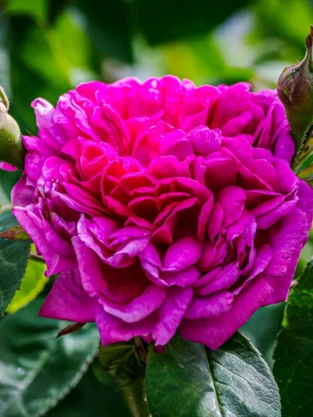 Wimpole Estate in Spring: A Whitsun Escape into Blooming Beauty