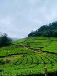 Munnar: India’s Emerald Escape in the Western Ghats