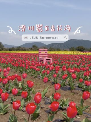 🇰🇷濟州春季限定🌷鬱金香花海
