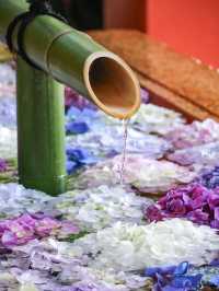 紫陽花　花手水