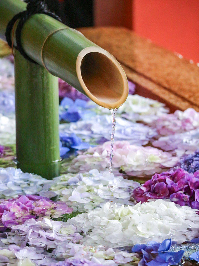 紫陽花　花手水