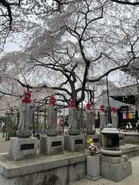 🌸【枝垂櫻與靜心古寺的邂逅】春日私藏景點：水戶大師六地藏寺一日小旅行