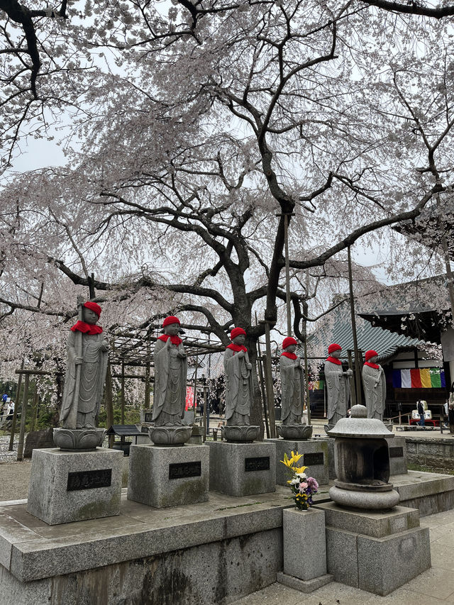 🌸【枝垂櫻與靜心古寺的邂逅】春日私藏景點：水戶大師六地藏寺一日小旅行