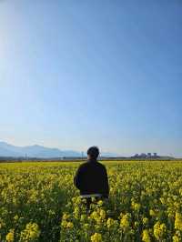 양양 봄날 유채꽃 산책길 추천🌼