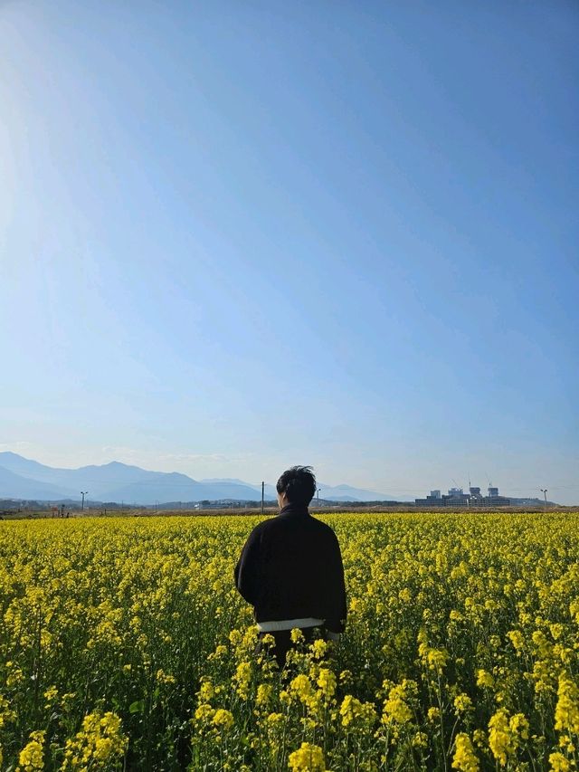 양양 봄날 유채꽃 산책길 추천🌼