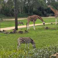 Australia Zoo – Sunshine Coast, QLD