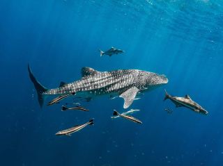 Diving with Bluelife at Koh Ran Ped and Koh Ran Kai in Chumphon
