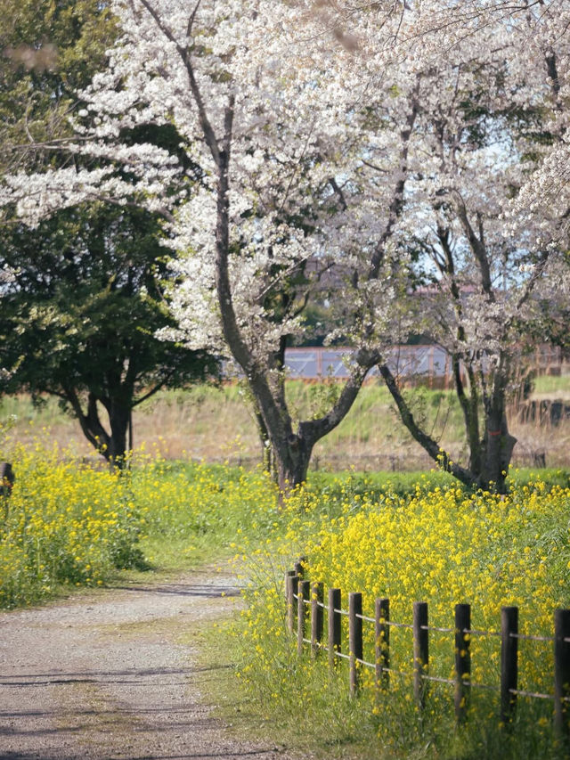古代ロマンに浸る「さきたま古墳公園」で、歴史と自然を感じる旅