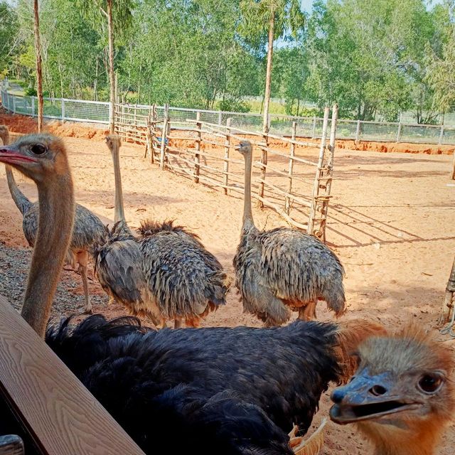 🦒 Safari Café – A Wild Little Escape in Novaworld, Phan Thiet