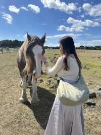 🇳🇿 Fluffy Friends & Open Fields – A Day at Ambury Regional Park