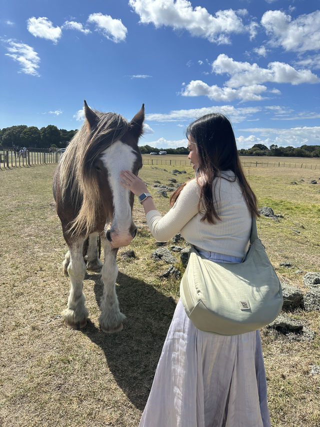 🇳🇿 Fluffy Friends & Open Fields – A Day at Ambury Regional Park