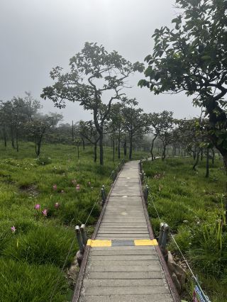 The Siam Tulip is in full bloom in Chaiyaphum!