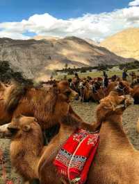 🏞️ Nubra Valley – The Desert in the Sky 🌄🐪