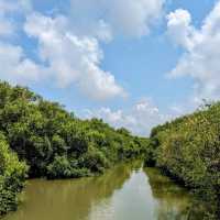 Sundarbans – Where the Forest Breathes with the Tides 🌿🐅