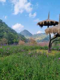 ดอกซารุระเมืองไทย ดอยอ่างขาง จ.เชียงใหม่