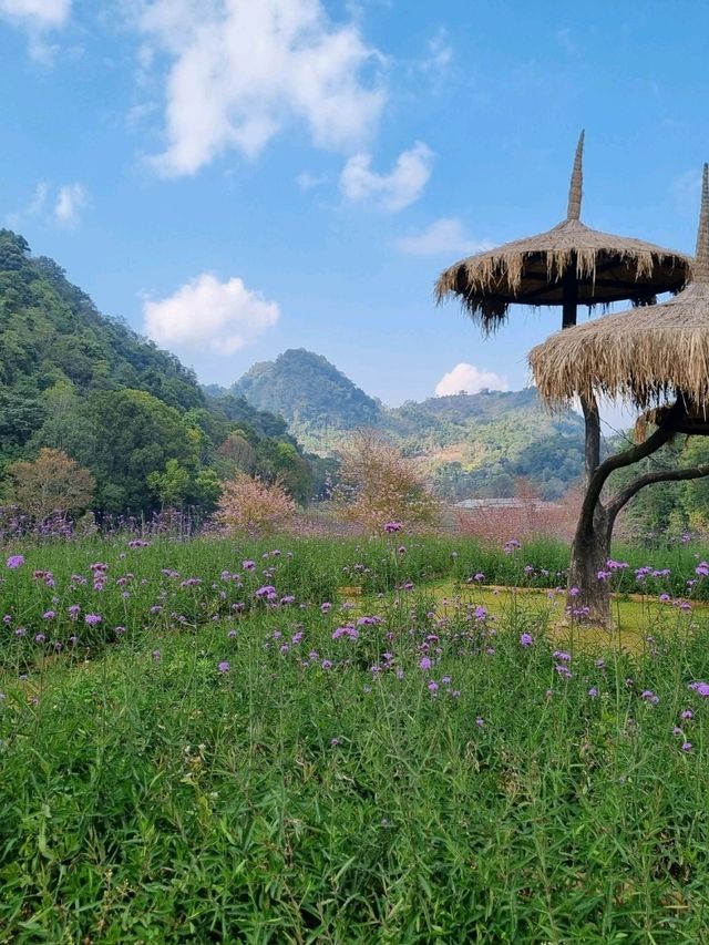 ดอกซารุระเมืองไทย ดอยอ่างขาง จ.เชียงใหม่
