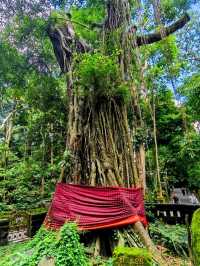 Monkey Forest, Ubud
