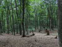 Forest Trails & Monastery Feels